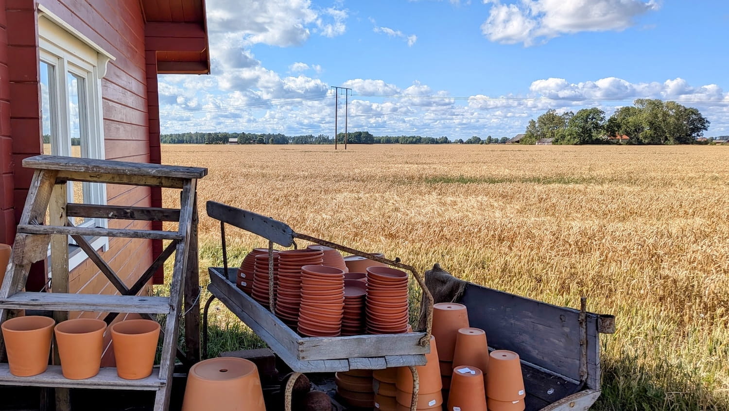 Wheat field in Sweden, red cabin and clay pots in the foreground