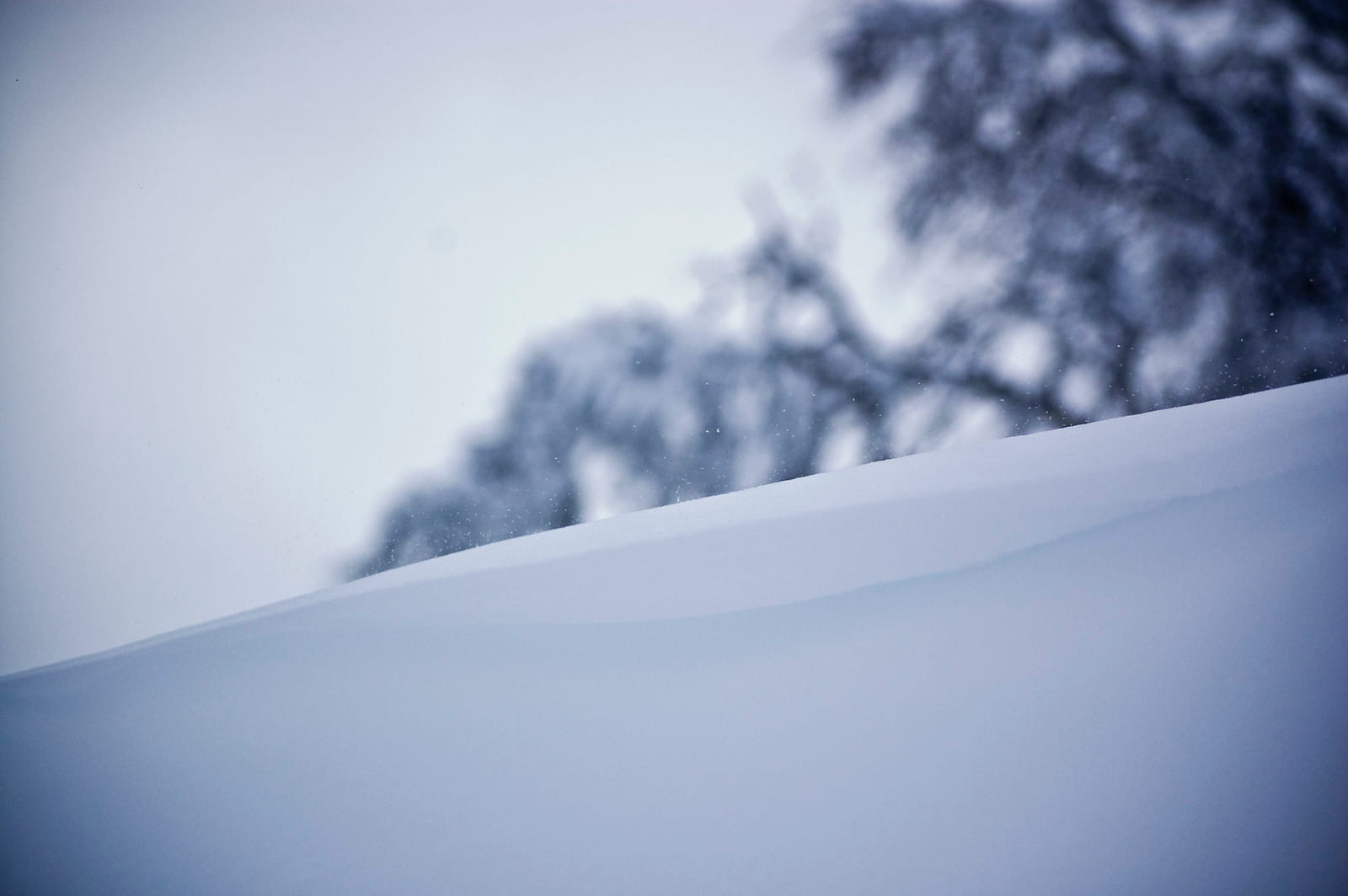 A photo of a snow bank agains a blurry backdrop with a birch tree, taken in Hemsedal, Norway 2009